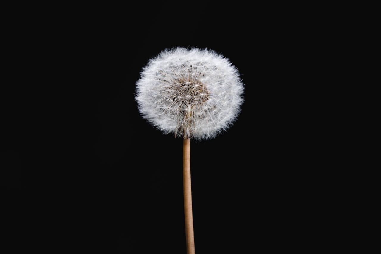 Dandelion